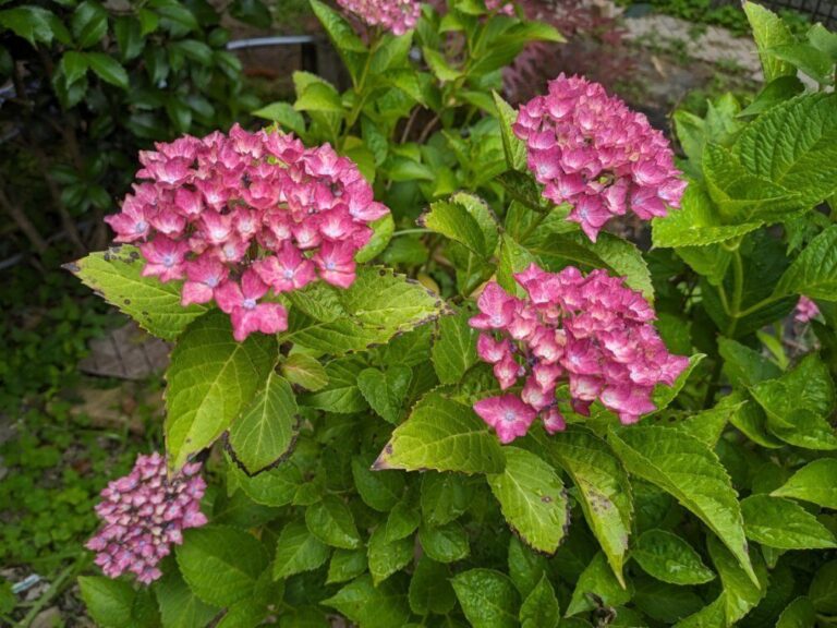 サンキュ！と私のハナシ