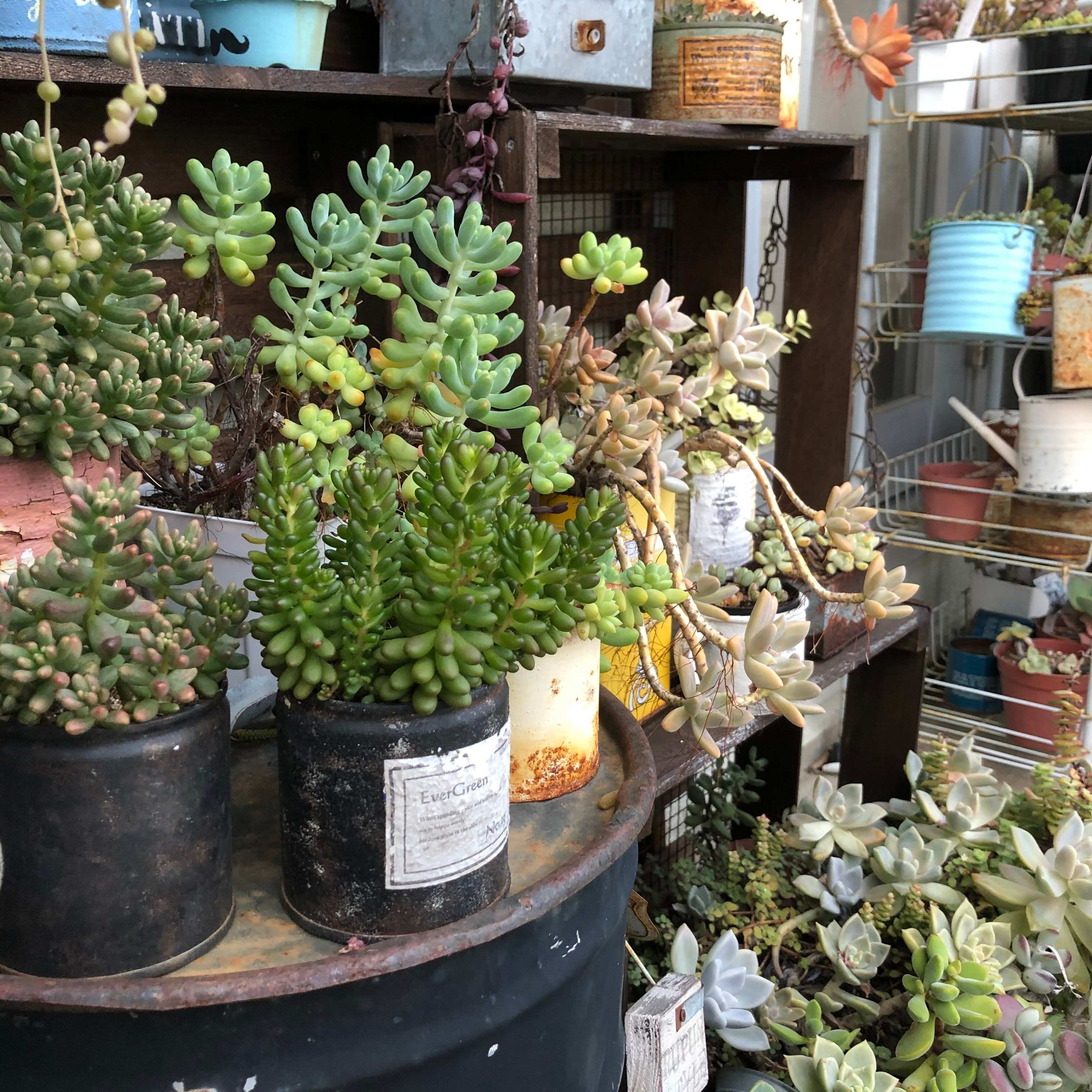 多肉植物 初心者 夏越し コツ