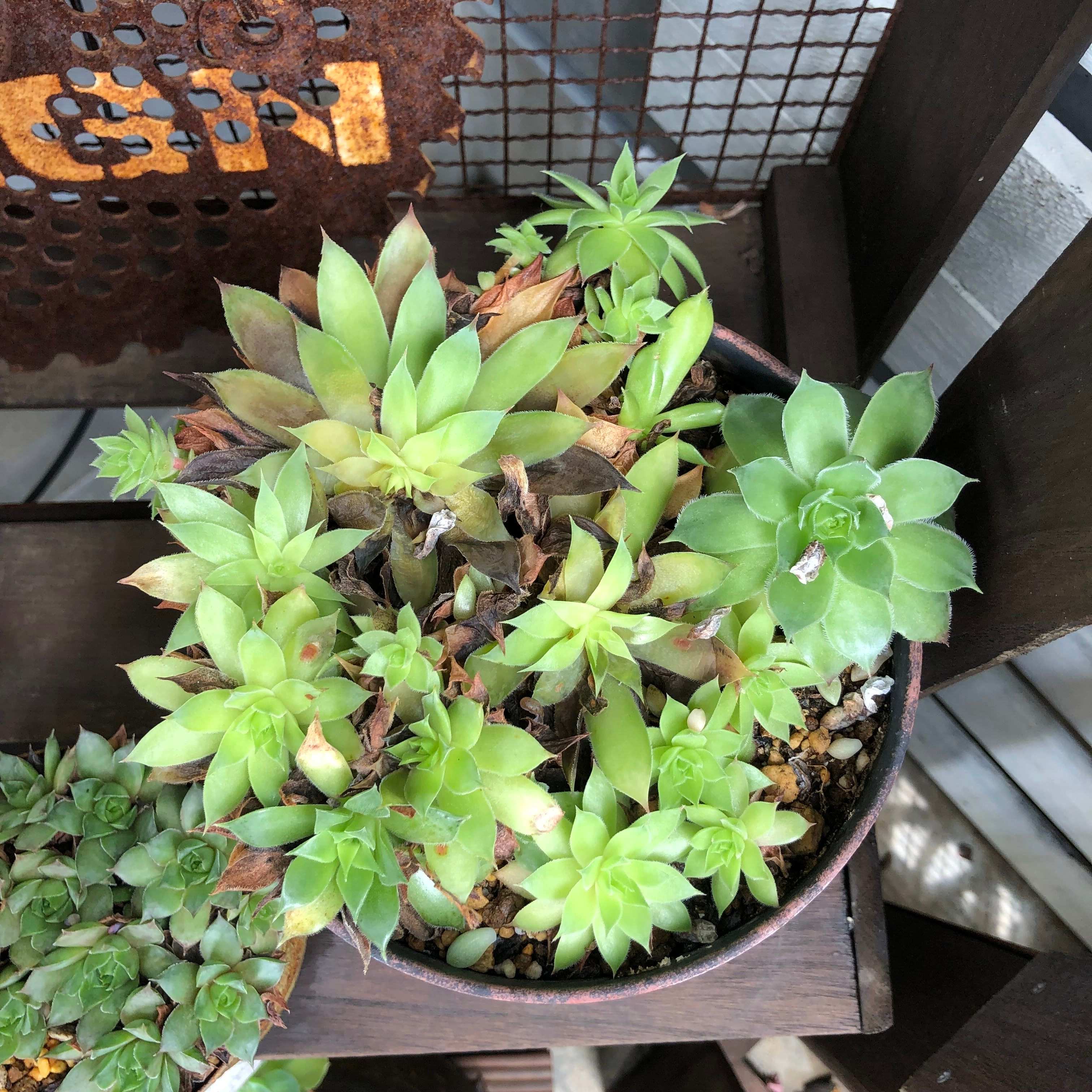 多肉植物 初心者 夏越し 葉焼け