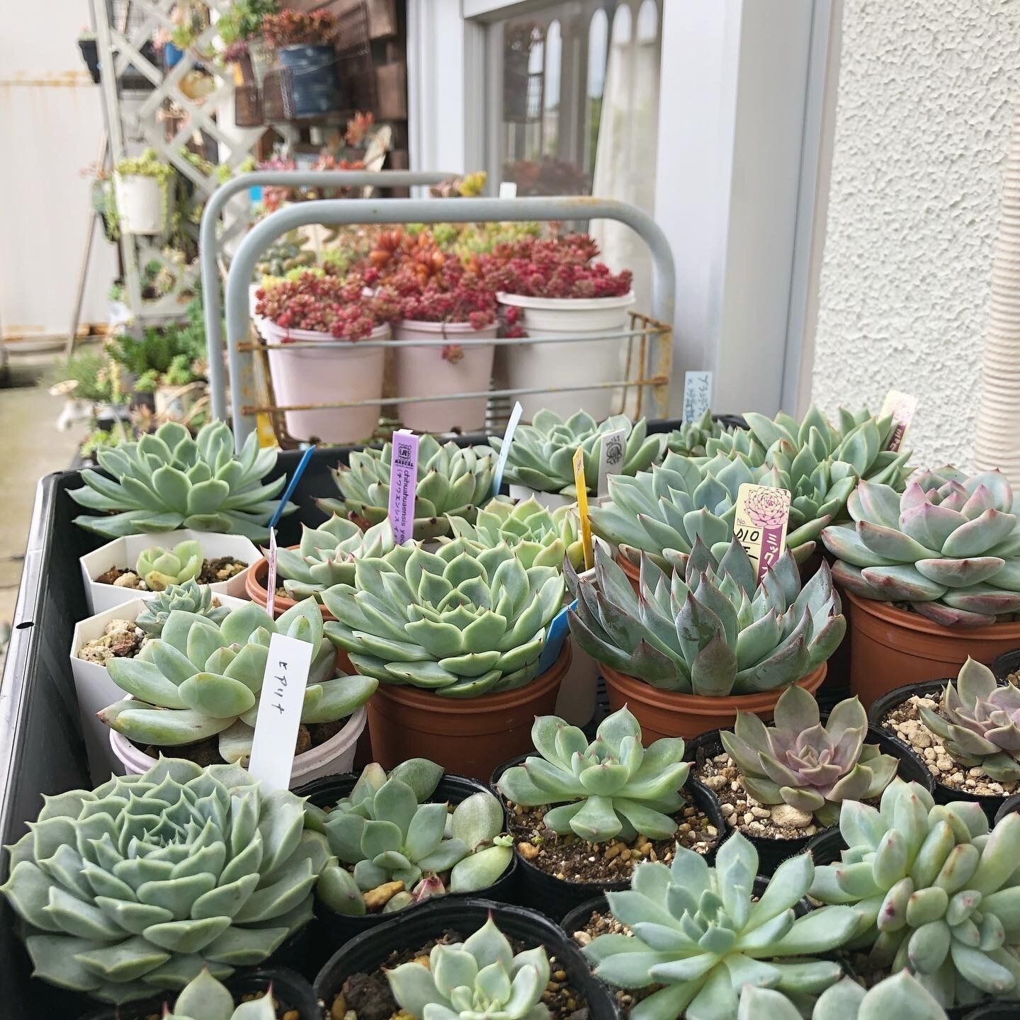 多肉植物　初心者　夏越し　コツ