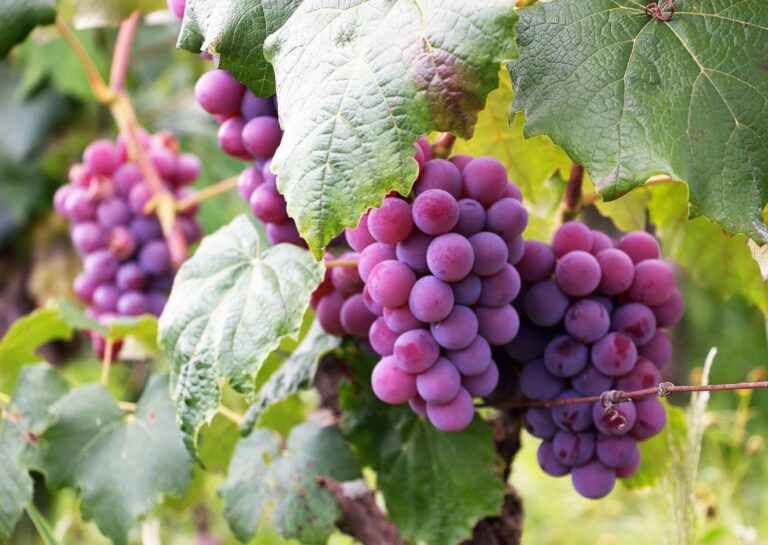 野菜のプロが解説！ぶどうをスーパーで買うときにおいしいものを見分けるコツとは？