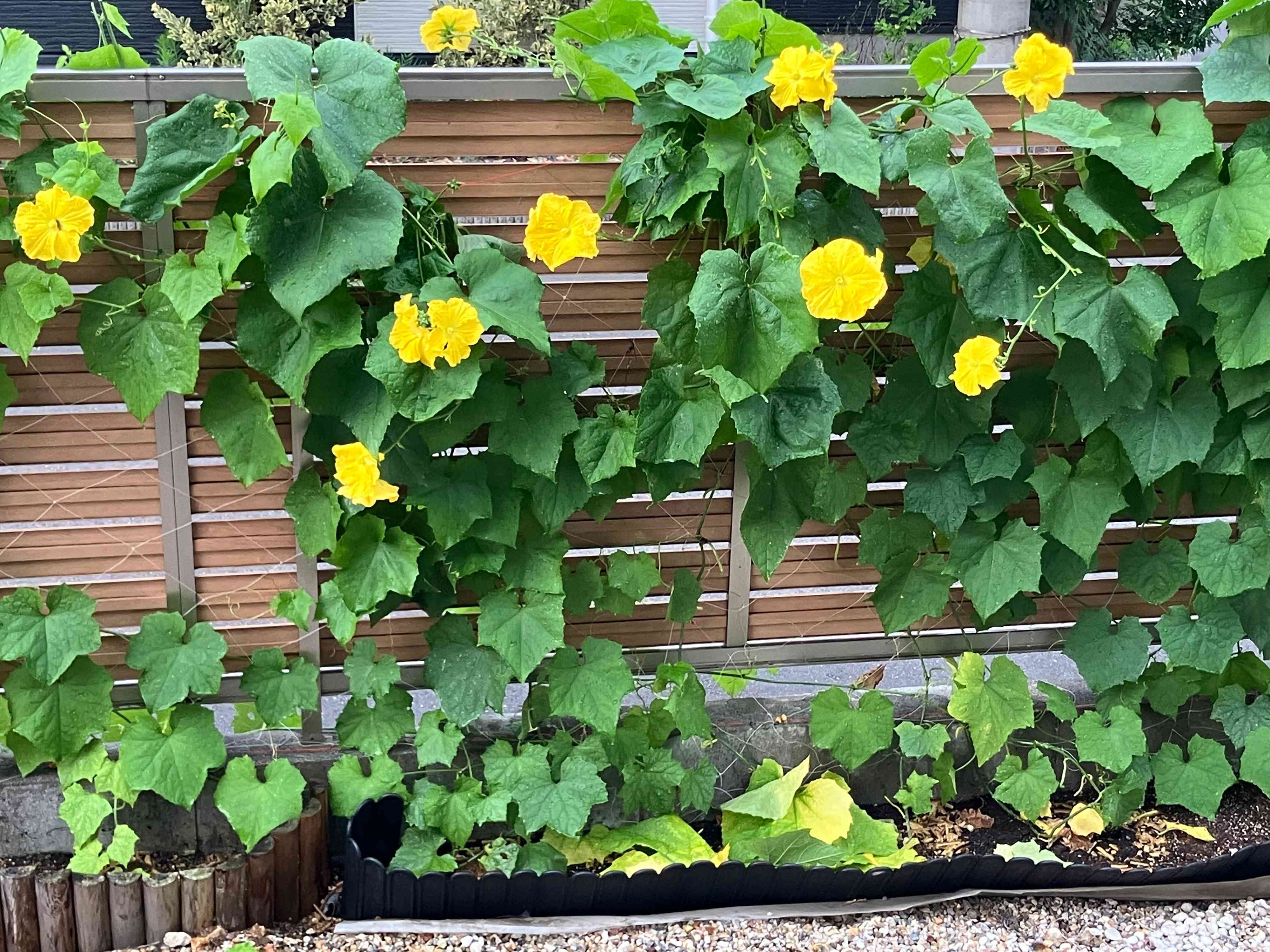 生ゴミ堆肥の植物