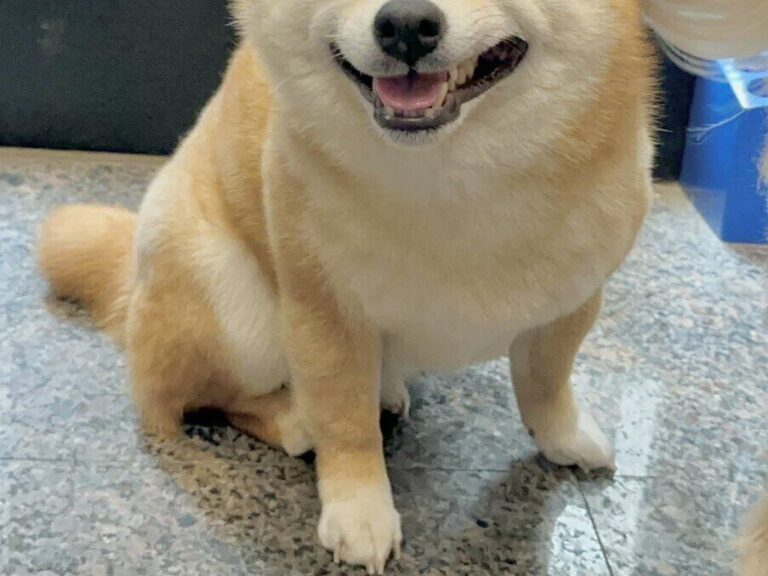 ゴールデンレトリバーにしっぽでペチペチされた柴犬。驚くどころかニッコリ笑顔で2.4万人が癒やされた