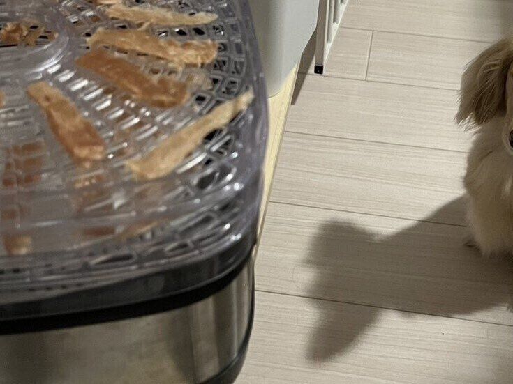 夜中の飯テロに敵わないのはワンコも同じ!?飼い主さんが作るオヤツの匂いに誘われたワンコがかわいすぎる