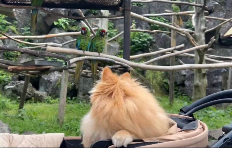 見慣れない鳥に思わず三度見！分かりやすく驚く愛犬の様子に「美しい三度見」「かわいすぎて泣けます」の声