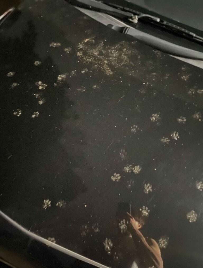 洗車直後の車が何者かの足跡まみれに⁈そのキュートな痕跡に「かわいいけど困りますね」「立派な足跡」の声集まる