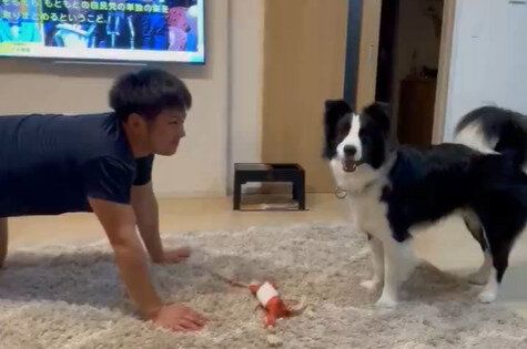 飼い主の「バウ」に合わせて伏せる犬。息がピッタリに遊ぶ様子が「飼い主を友だちの犬」と思っていそう
