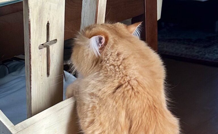 妻から送られてきたのは「猫が羽化しそう」な写真!?「ニャンニャンゼミ」誕生の瞬間に25万件のいいね