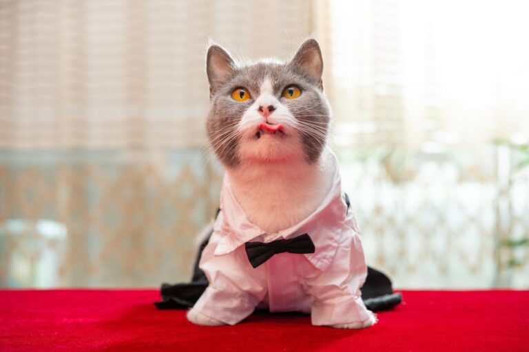 愛猫の寝姿がまるでヲタ芸?!驚きの格好に「たまらなくかわいい」「芸術点高すぎ」の声