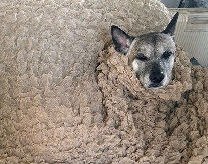 ソファーでくつろぐ愛犬VS.カバーをかけたい飼い主。愛犬ごとソファーを覆ったら「絵になる」と反響を呼ぶ