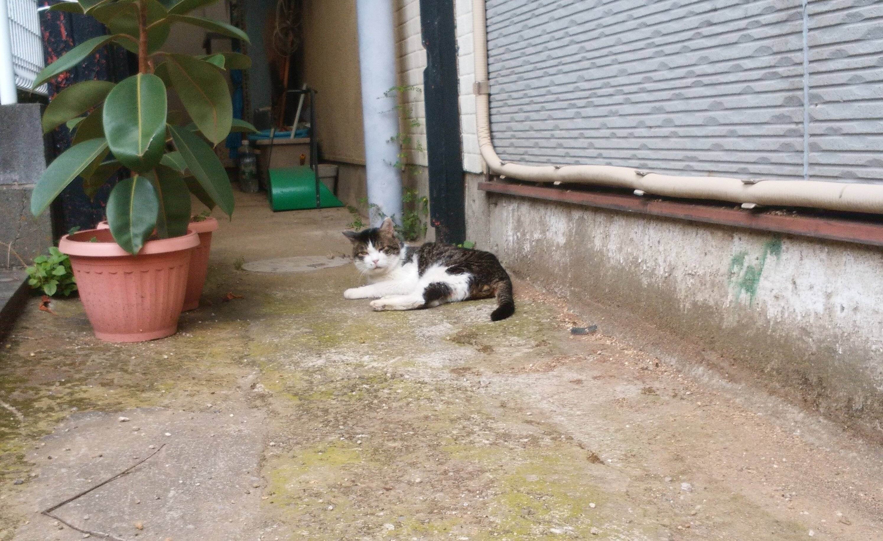 生き物は休むのが基本と心得る