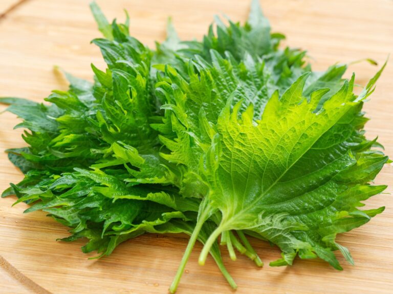 しその大量消費レシピランキングTOP3！10分でできる簡単でおいしい作り方