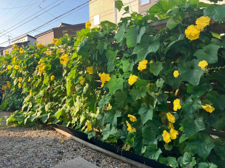 ヘチマを育てたら生まれた出会いや気づきの話