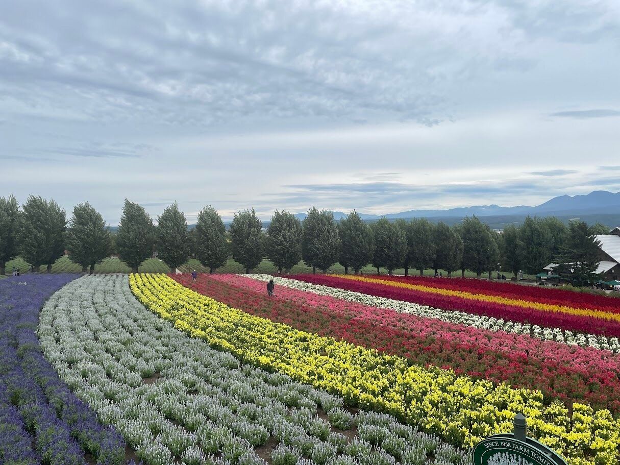 富良野の花畑