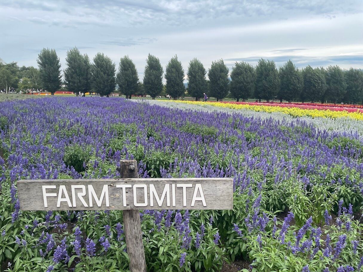 富良野「ファーム富田」のラベンダー