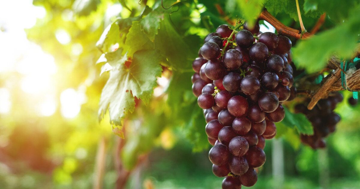 ぶどう　残暑バテ