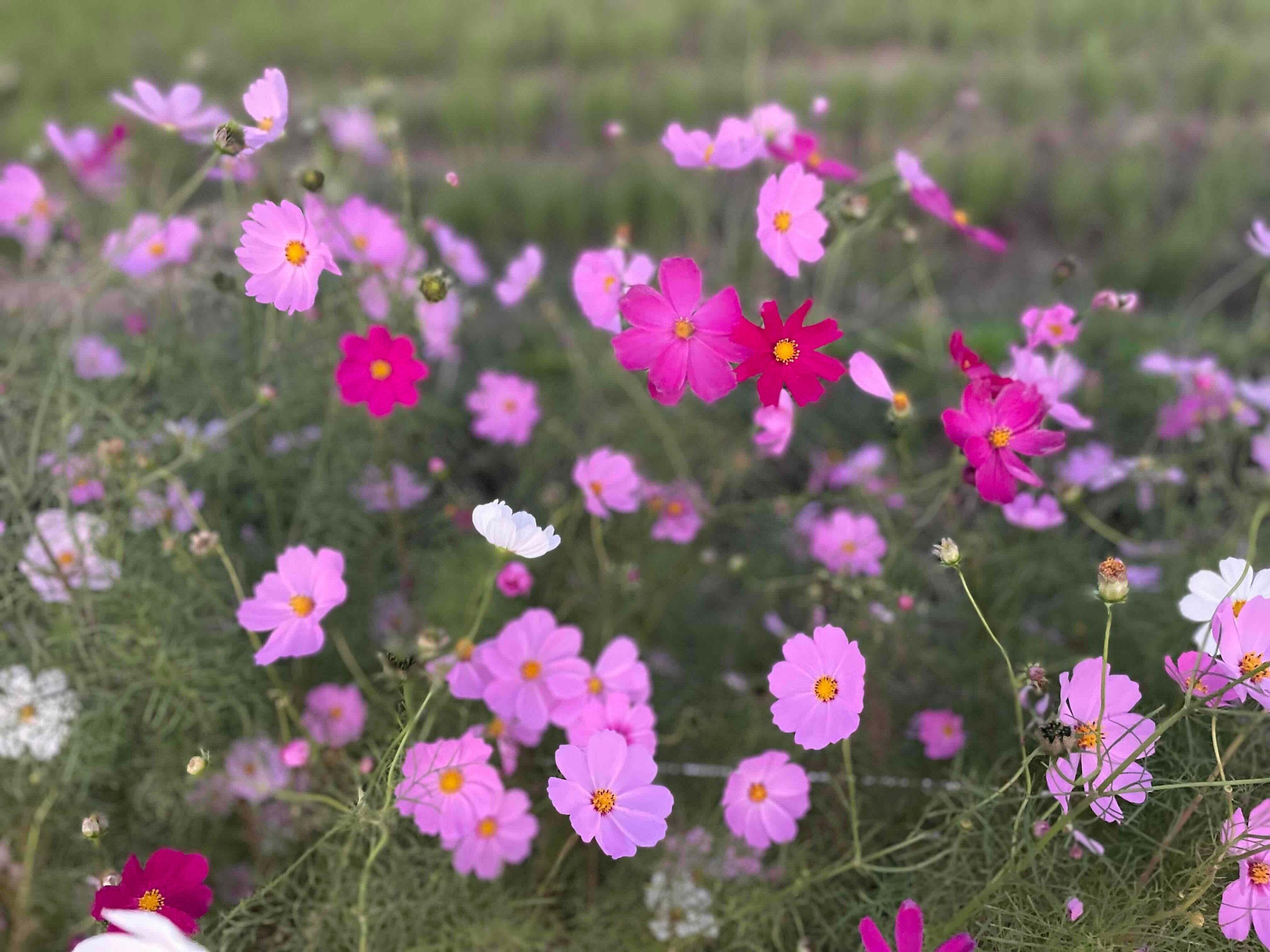 1．朝活をしなくても困っていないから