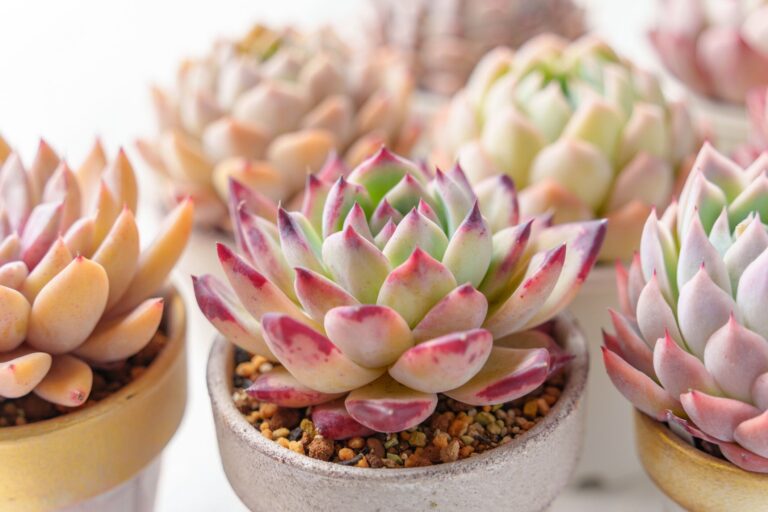 エケベリアの魅力を徹底解説！育て方と初心者におすすめの品種紹介