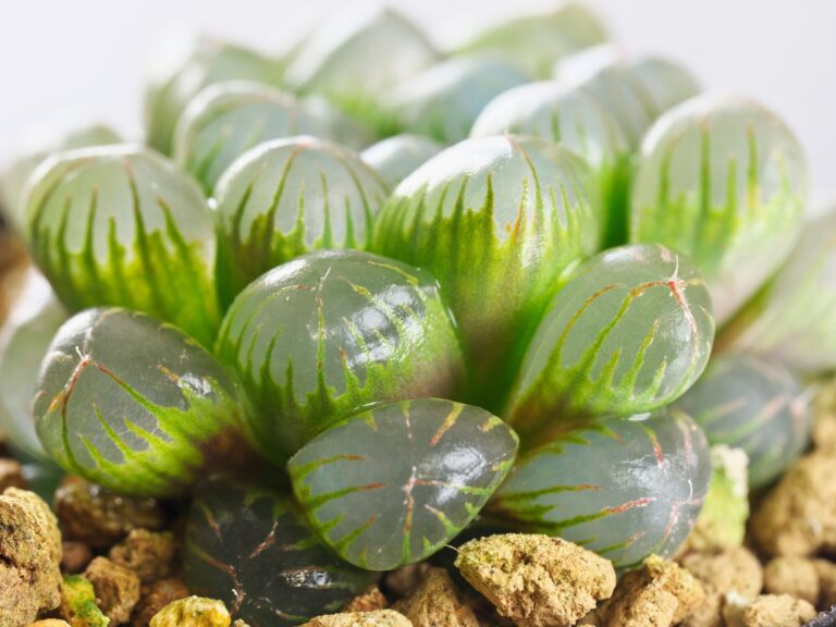 オブツーサの魅力とは？初心者も安心の育て方と選び方おすすめ品種5選