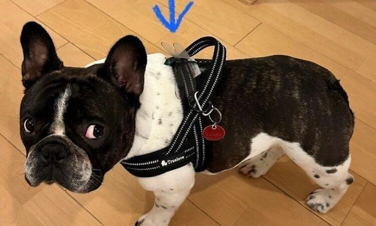 早く知りたかった！（涙）【100均】「プチストレス消えた」「SNSで大バズり中！」お出かけや車の中で使えるおすすめアイテム6選