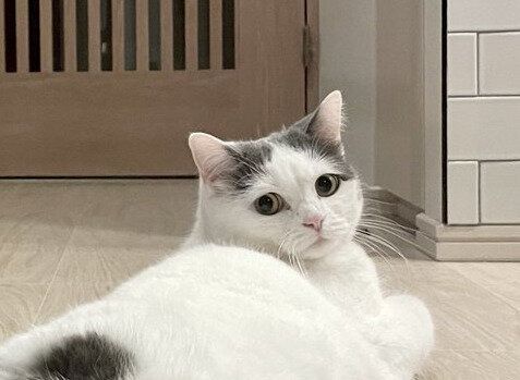 完璧なセクシーポーズに思わずため息…振り向く愛猫の曲線美に、飼い主も「どこで習ったの？」