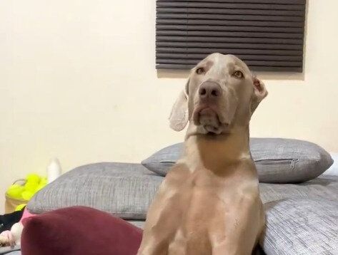 「何度も見返している」過去の動画を見ていたら、酔っ払ったようにウトウトする愛犬を発見。クセになる姿に爆笑の嵐！