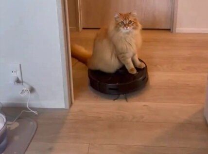 愛猫がルンバを乗りこなし家の中をお掃除!?その姿に「かわええ」「めっちゃ乗りこなしてる」の声