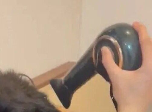 パパのドライヤーにうっとりする甘えん坊ワンコ。かわいすぎて犬好きさんから「うらやましい」の声続出