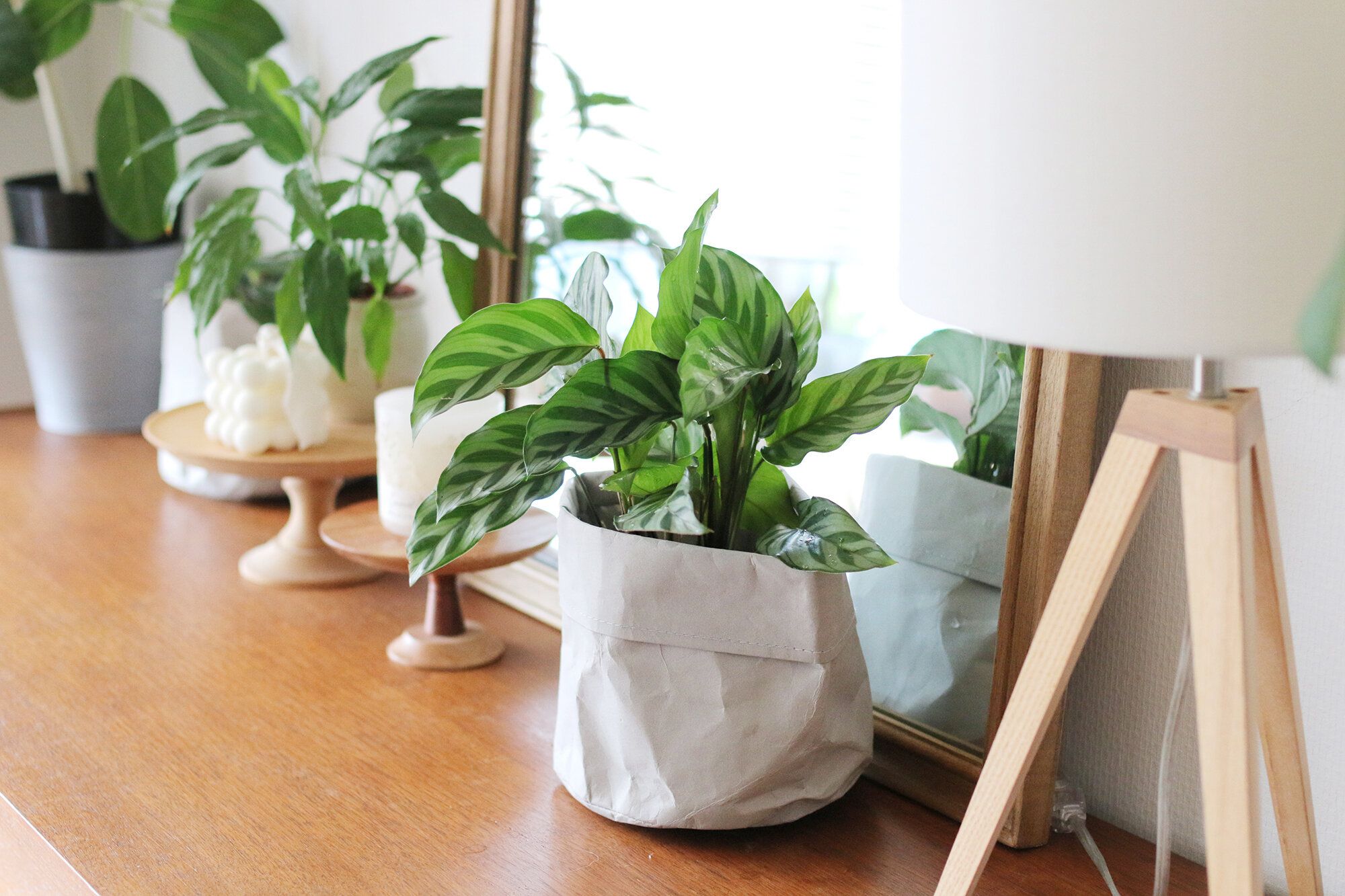 植物のある暮らし