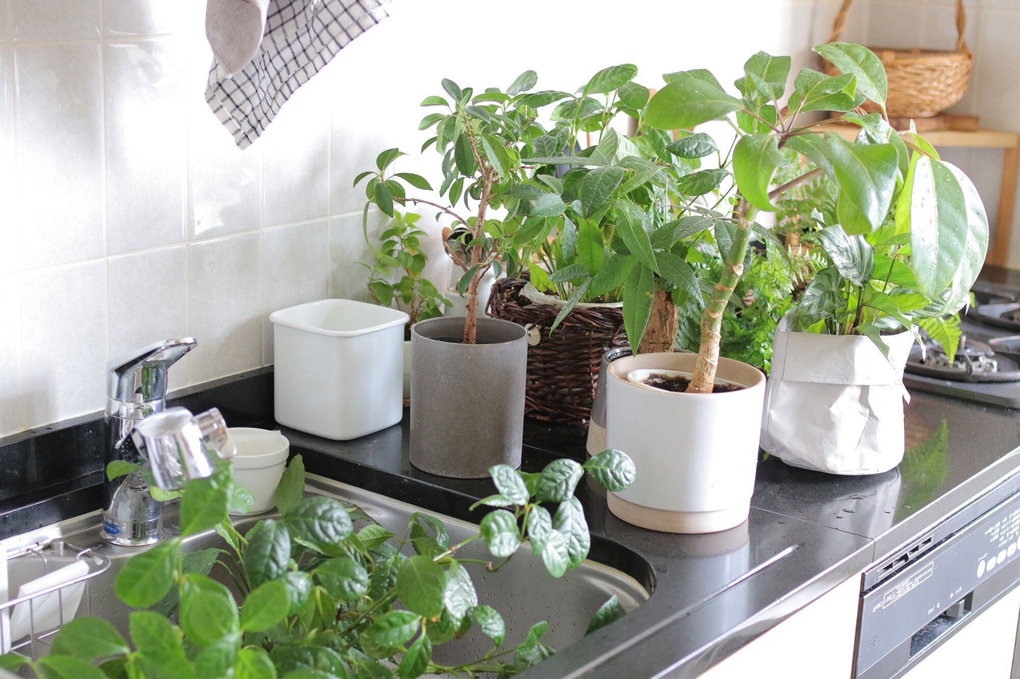 観葉植物のある暮らし