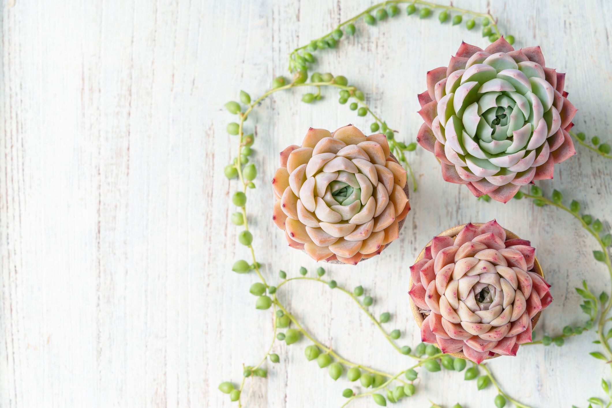 エケベリアとは？