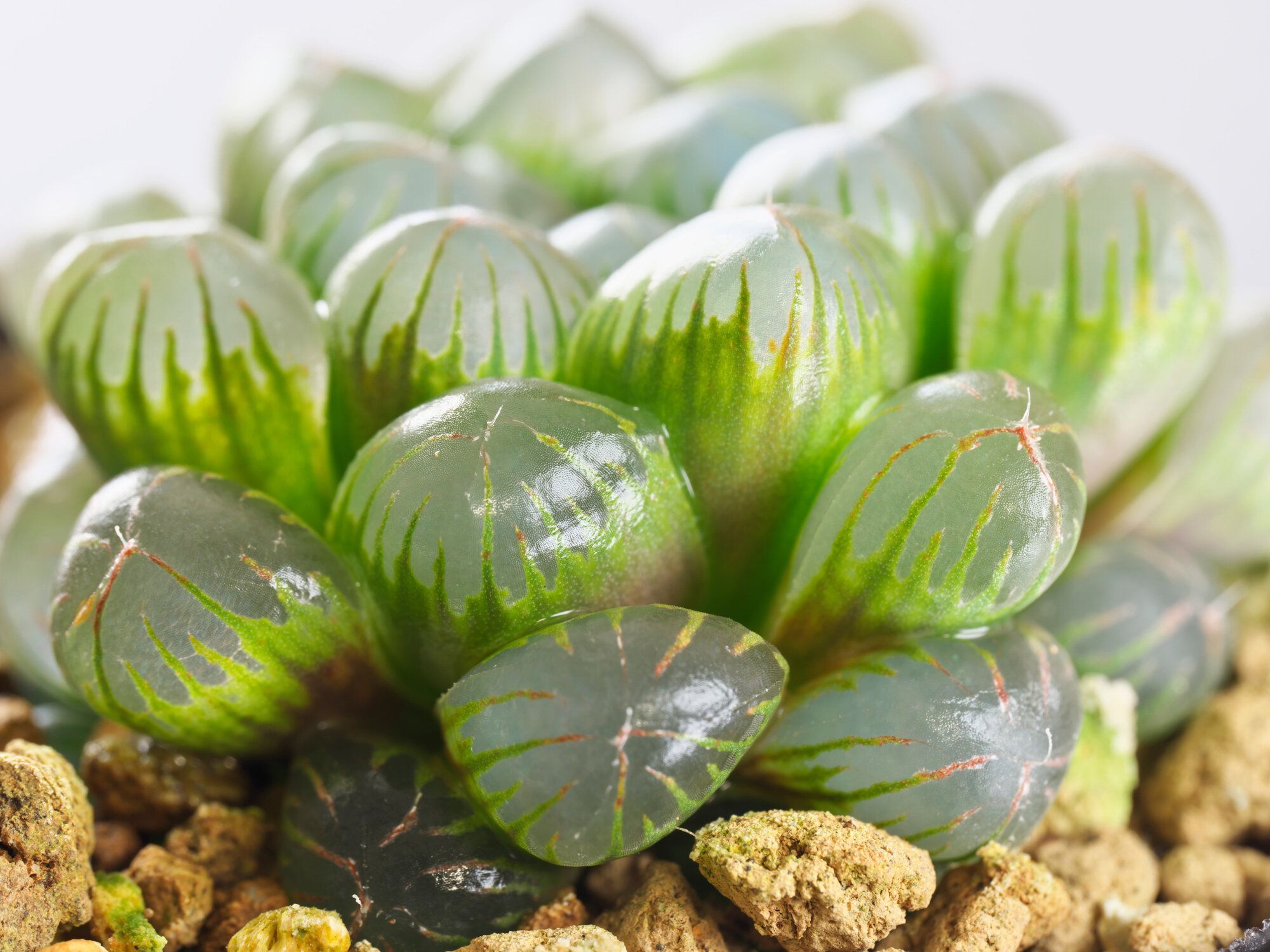 オブツーサの魅力とは?初心者でも安心の育て方とおすすめ品種5選