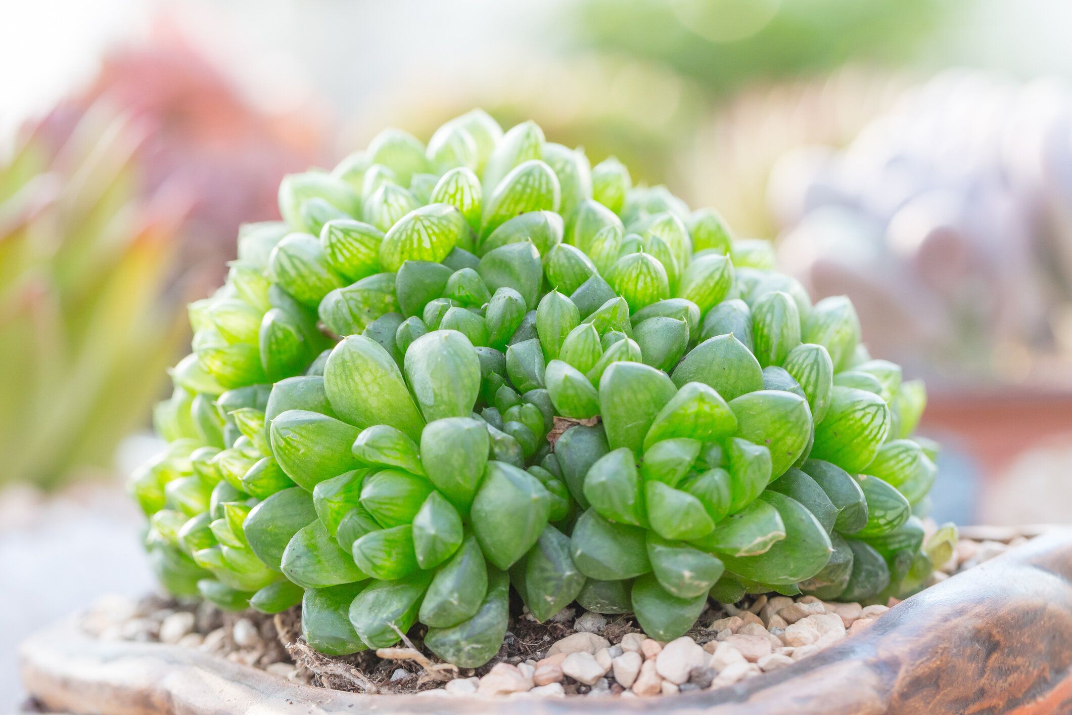 オブツーサとは?