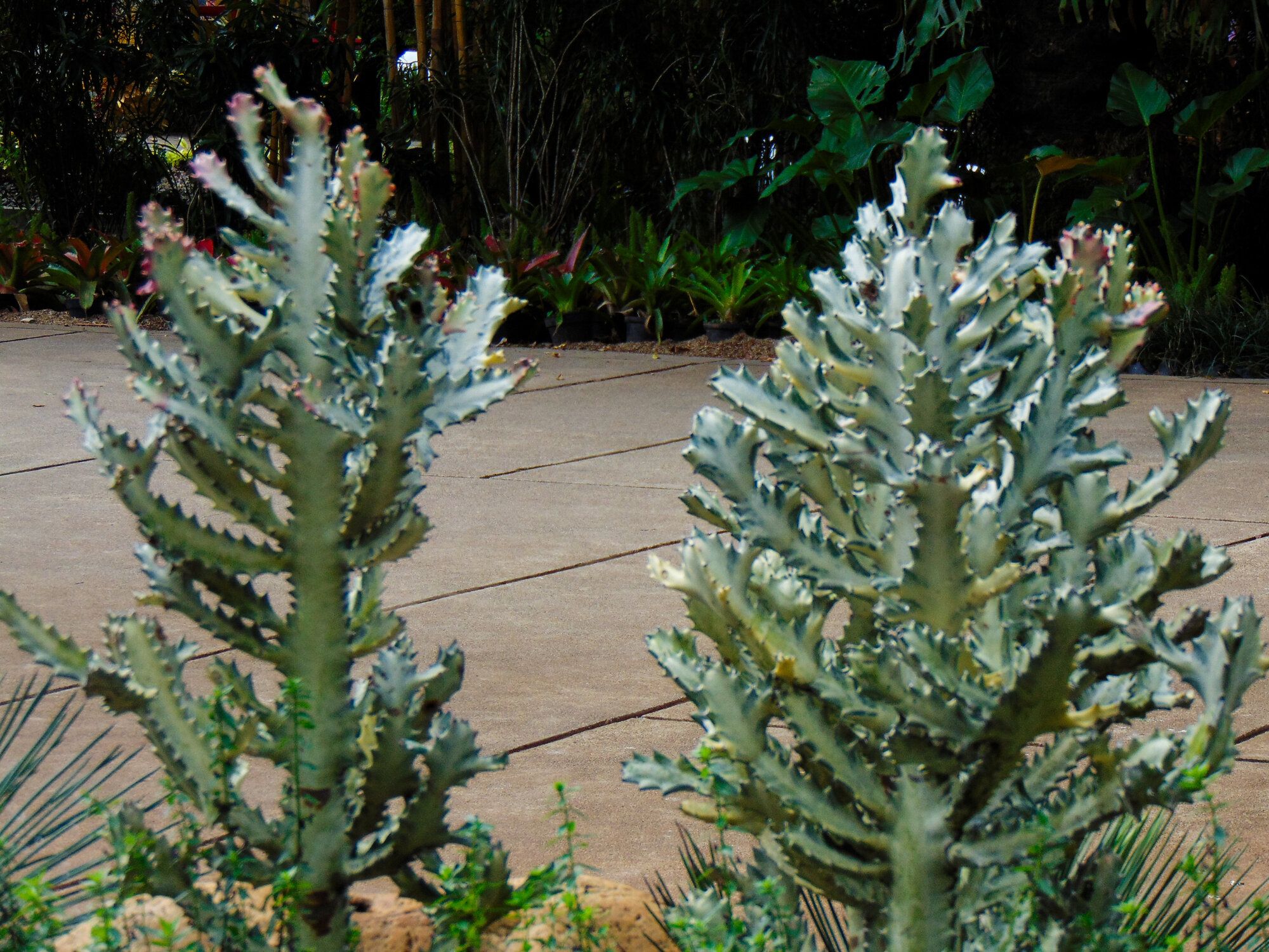 ユーフォルビアとは？