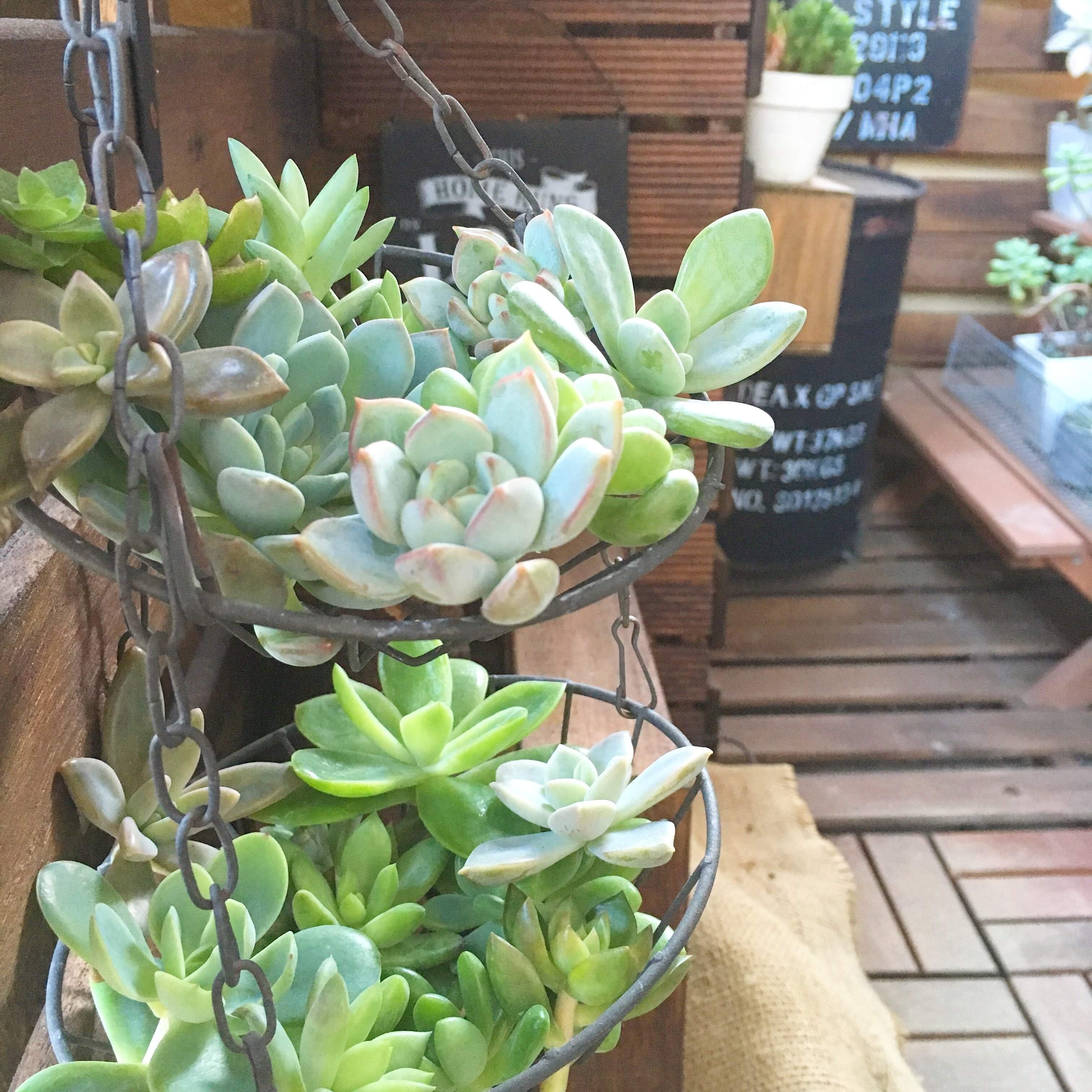 【多肉植物】あわてて買って大後悔!涼しくなってから買いたい品種をマニアが厳選!