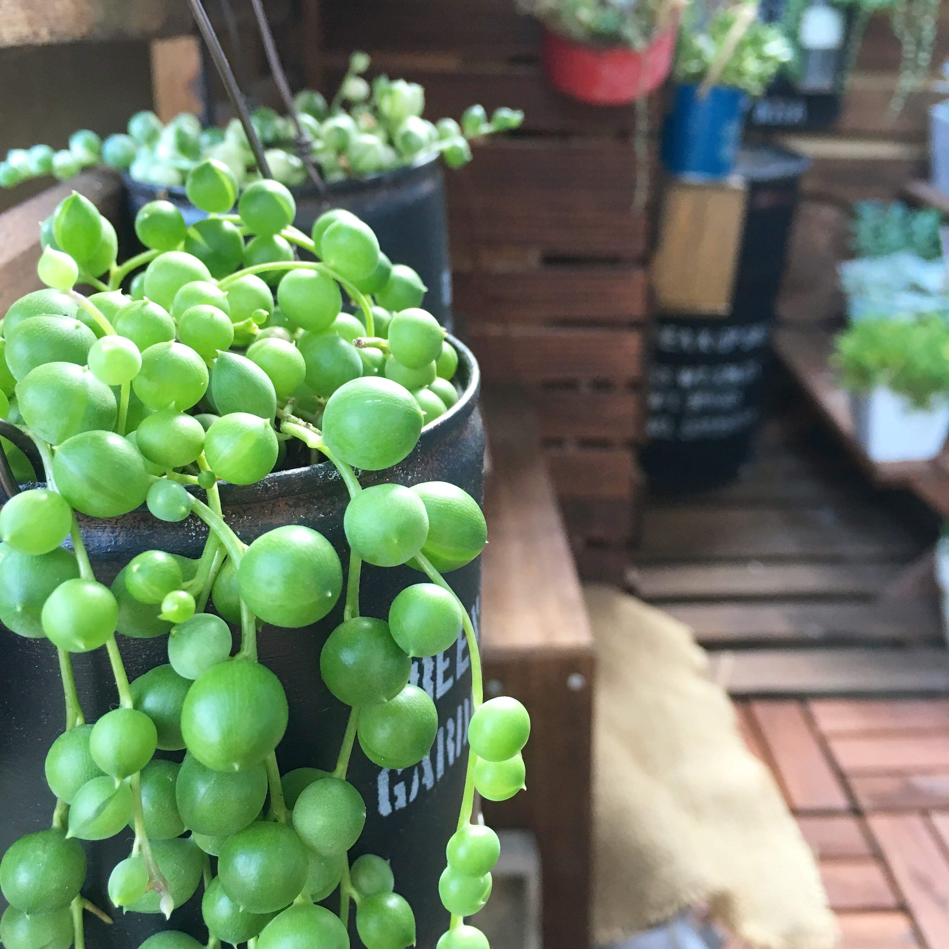 多肉植物 グリーンネックレス