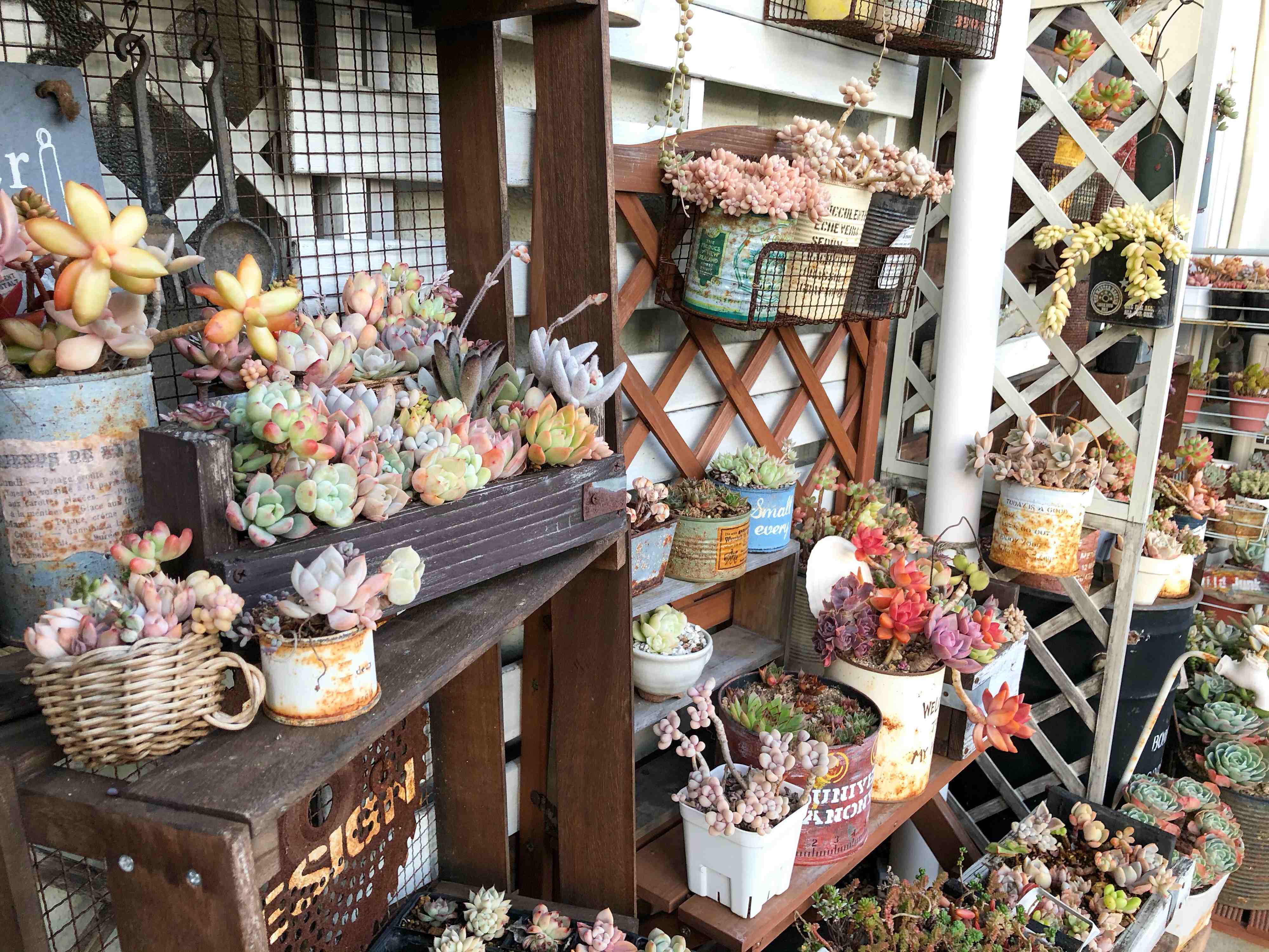 【多肉植物】いよいよシーズン入り!多肉デビューで手に入れたいおすすめの品種3選