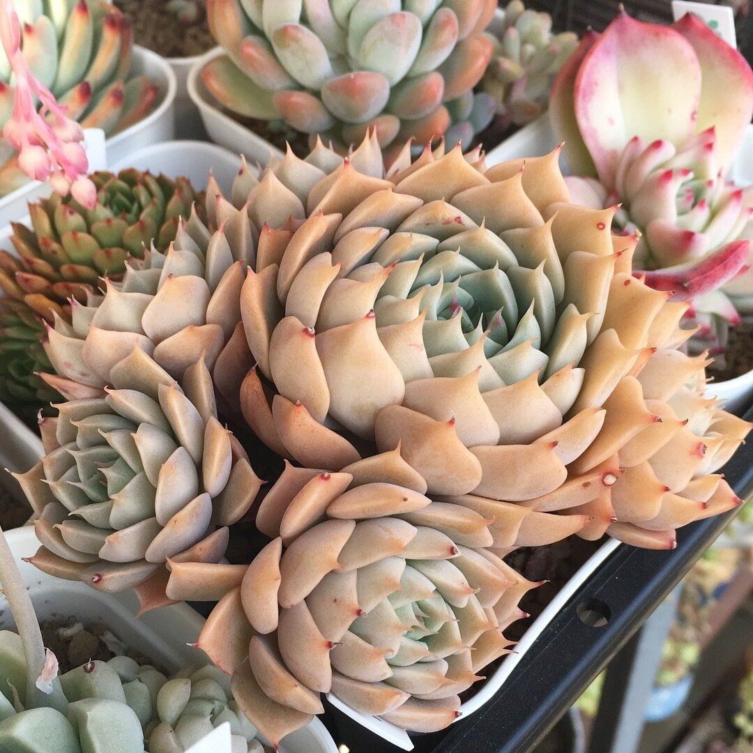 グラプトベリア マーガレットレッピン