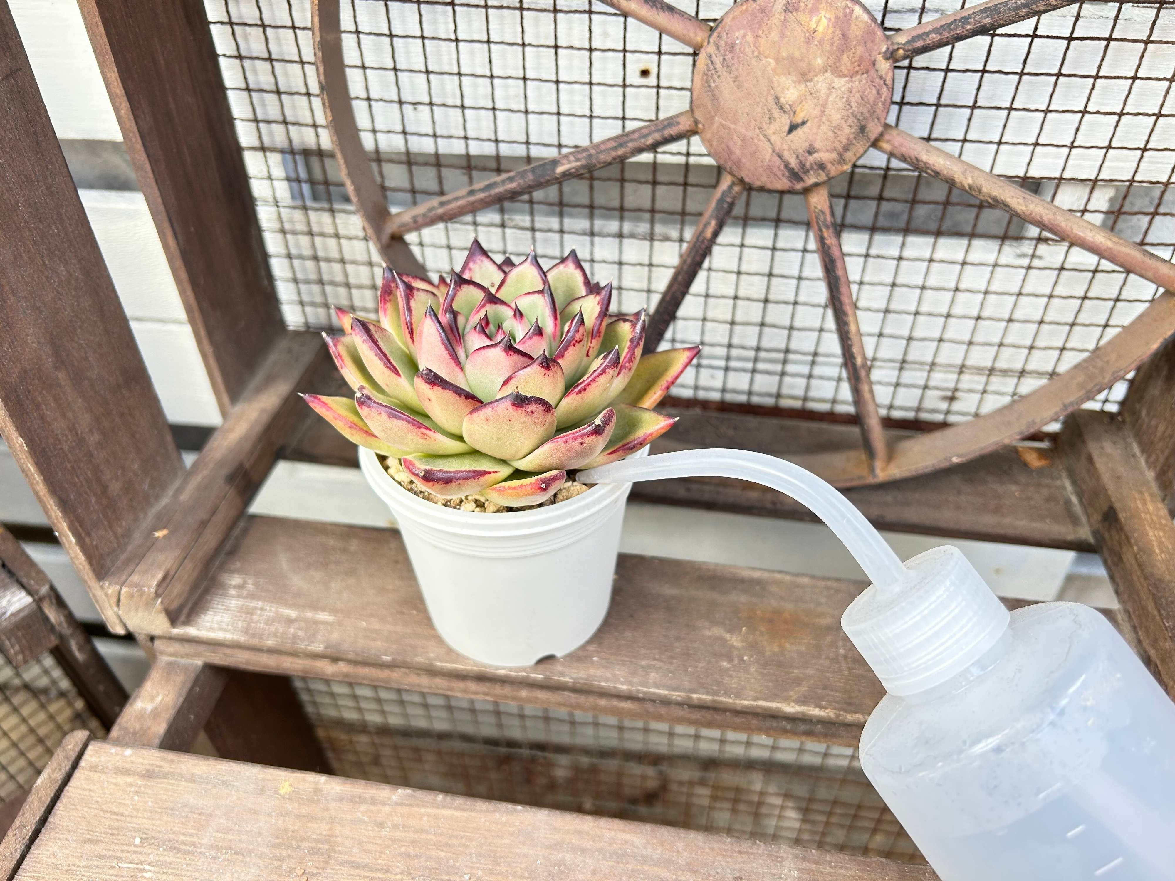 最初におさえておきたい!多肉植物の育て方のコツ