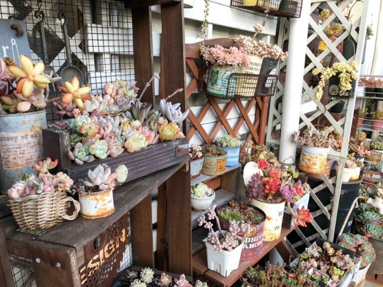 【多肉植物】いよいよシーズン入り！多肉デビューで手に入れたいおすすめの品種3選