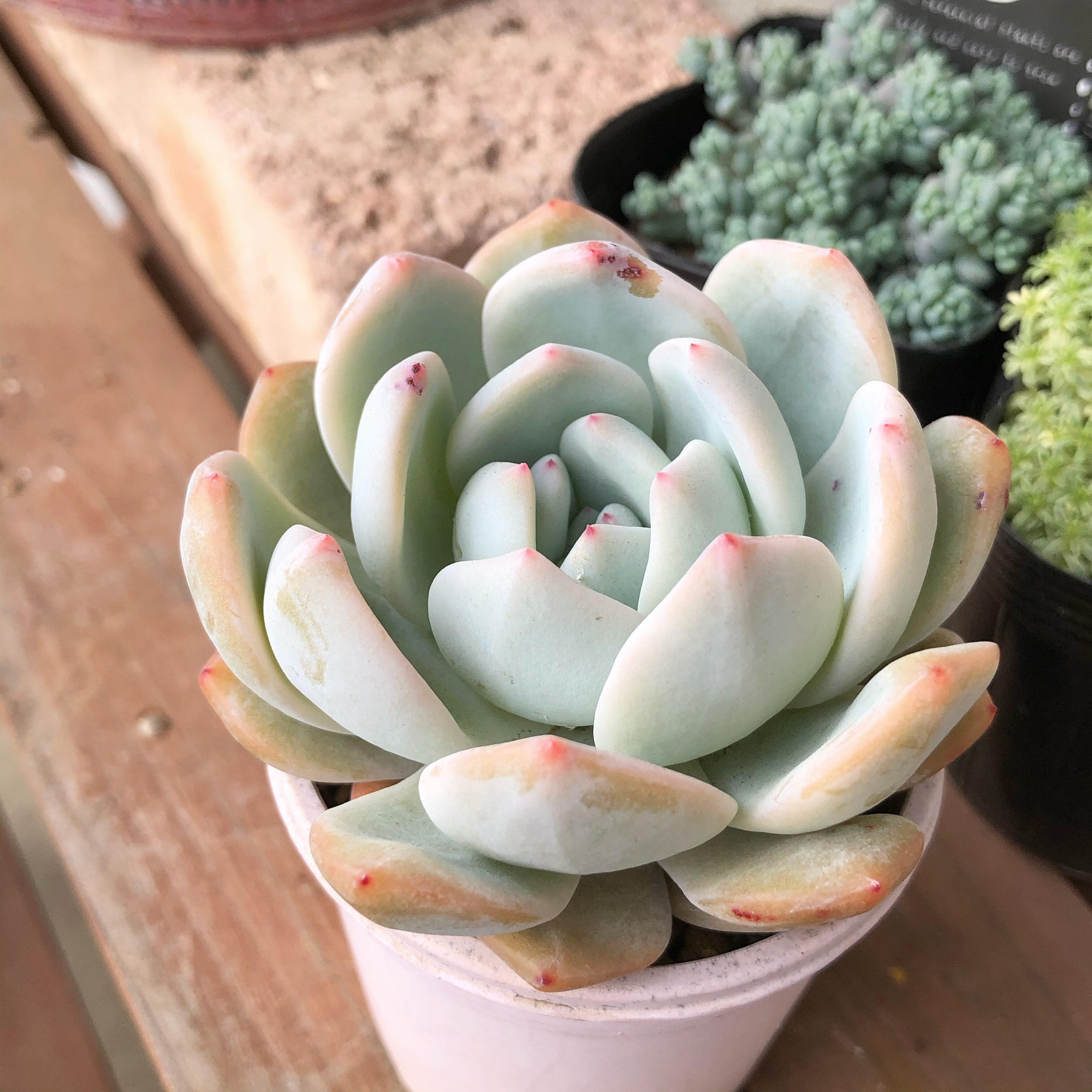 エケベリア　ラウリンゼ