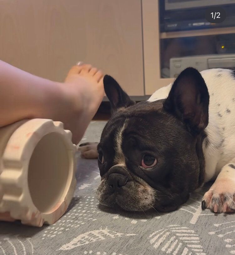 ワンちゃんも気になる