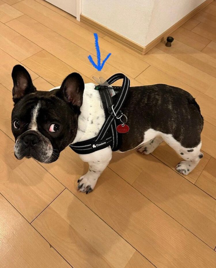 とんぼブローチ