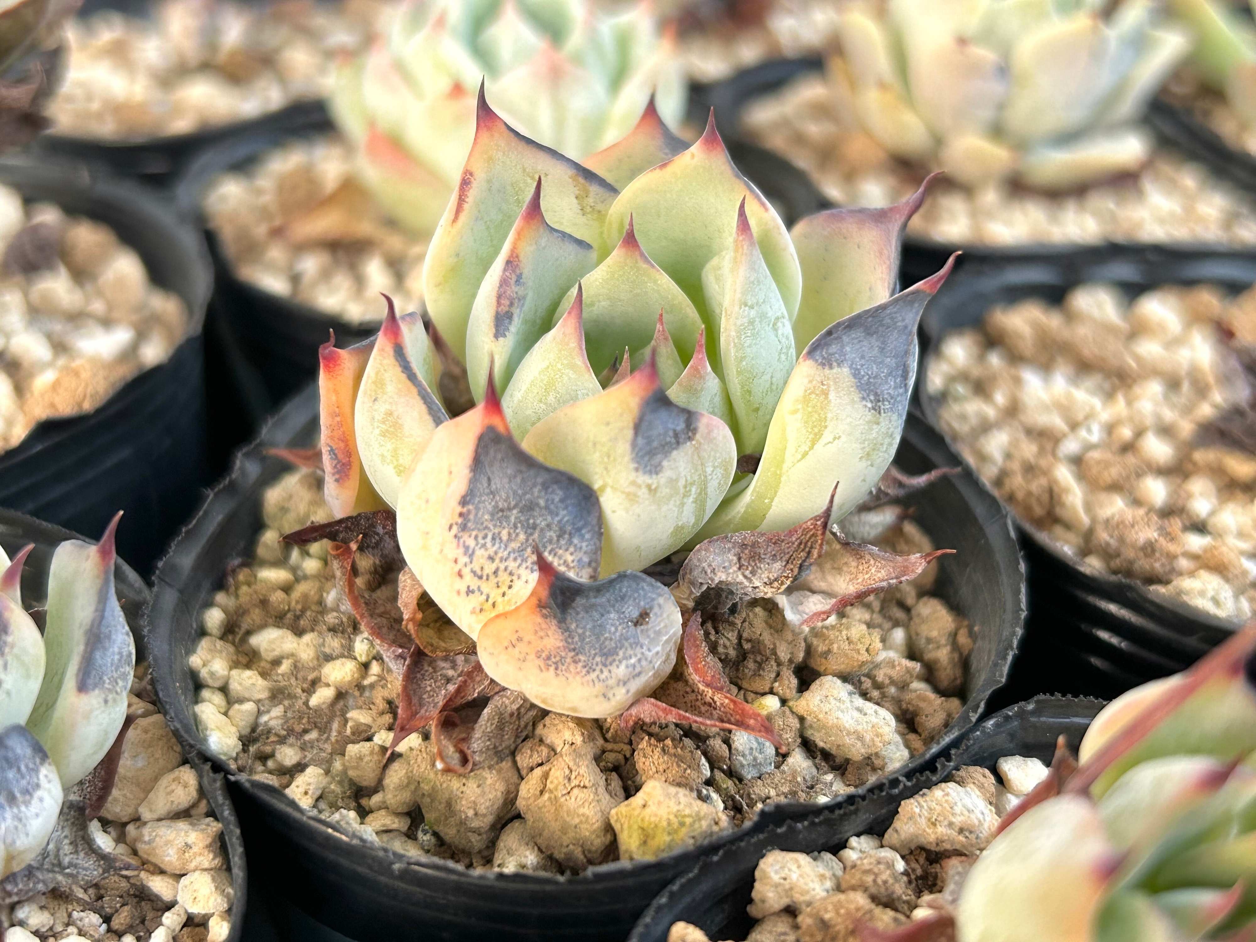多肉植物 焦げ 葉焼け