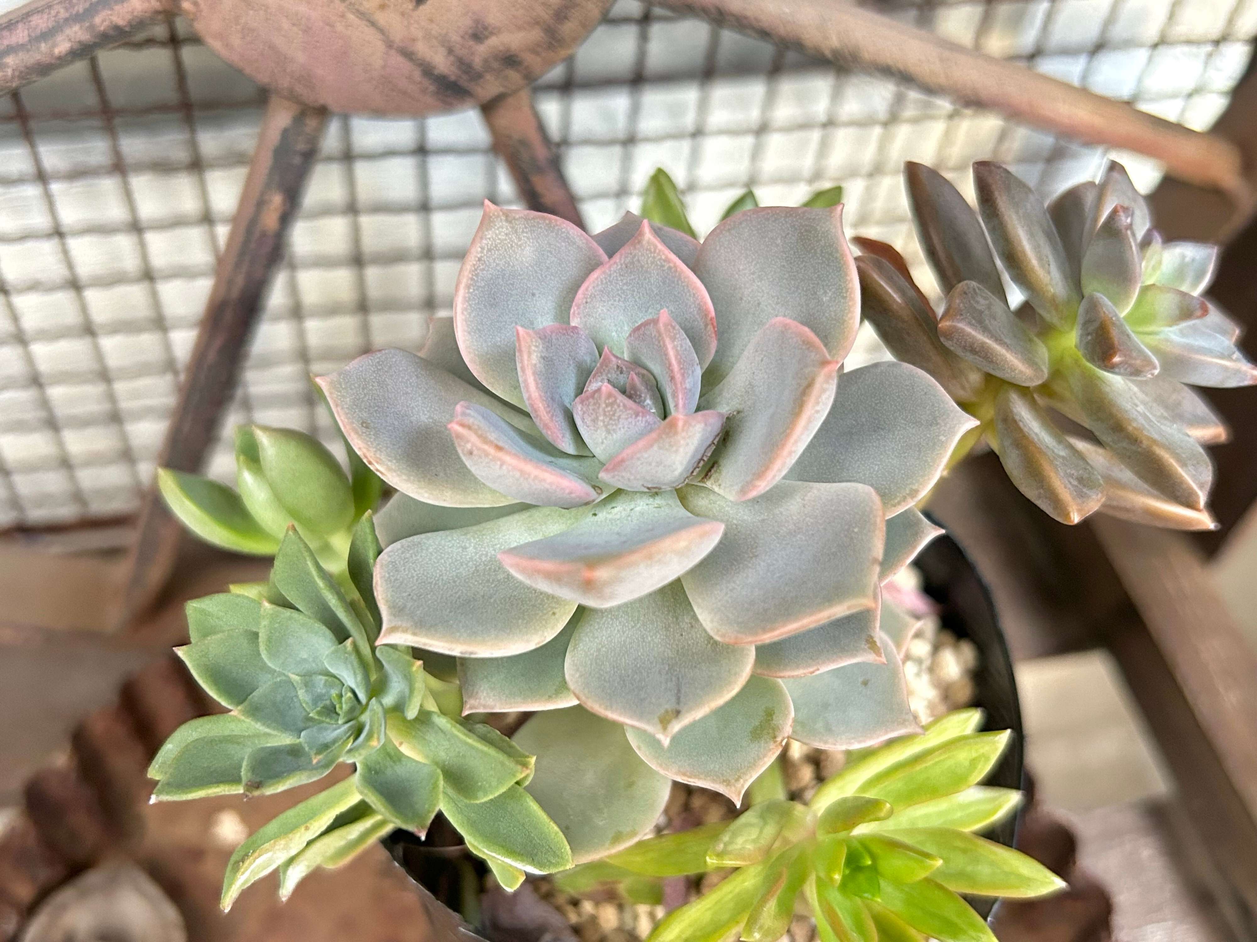 多肉植物 白牡丹