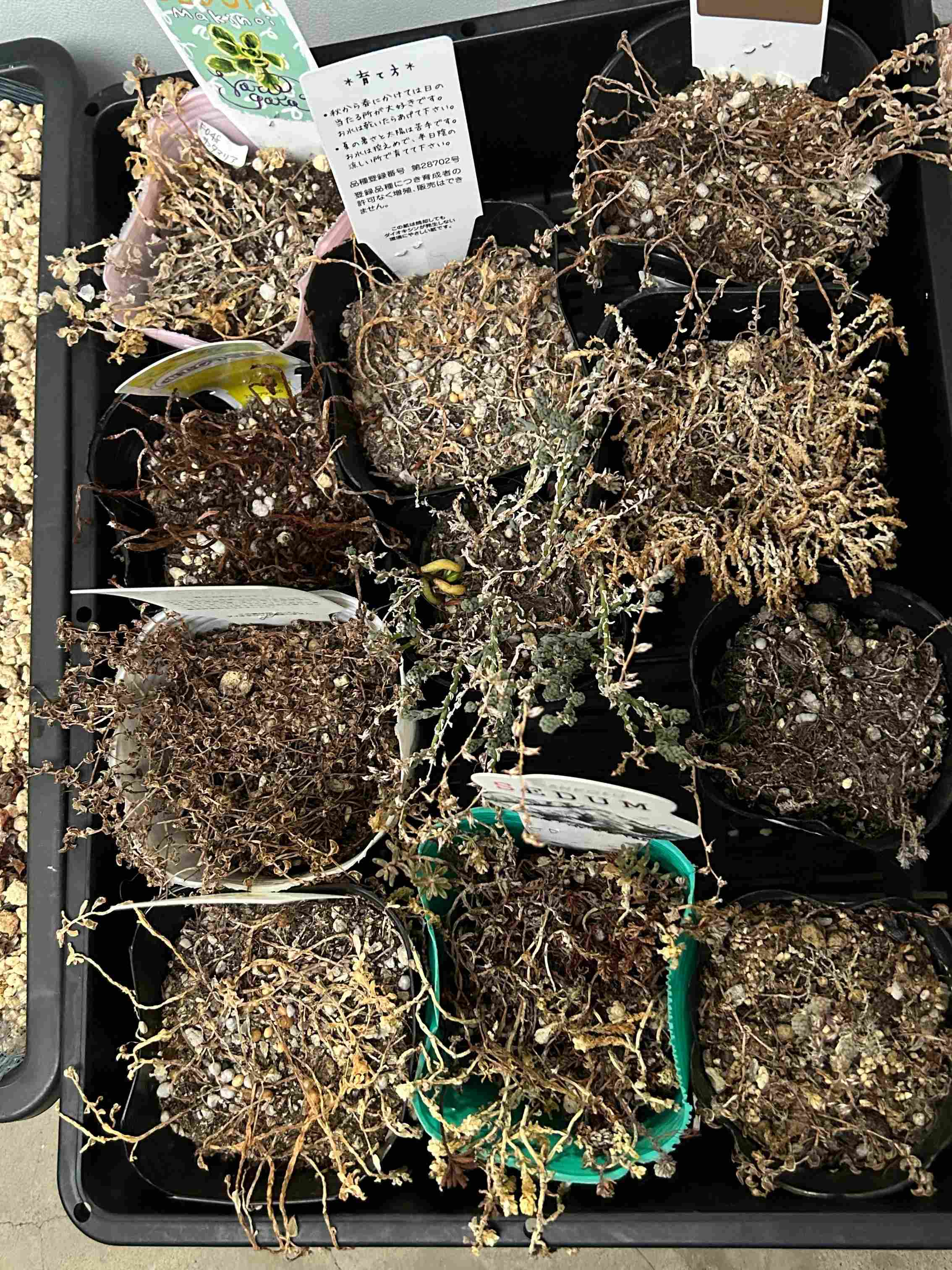 多肉植物 セダム