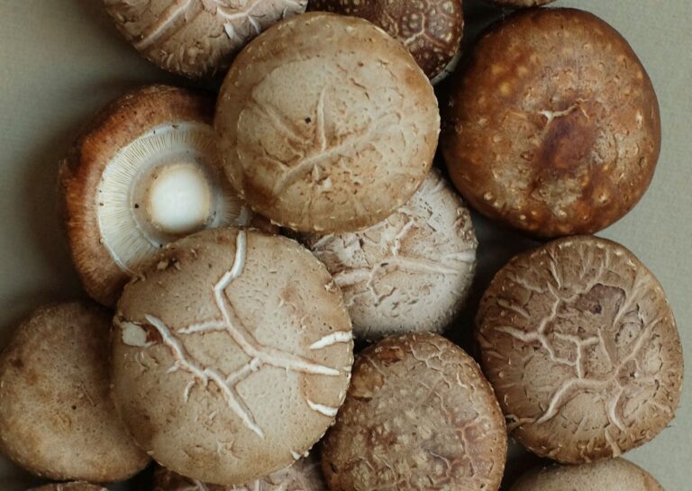 野菜のプロが解説！しいたけをスーパーで買うときにおいしいものを見分けるコツとは？