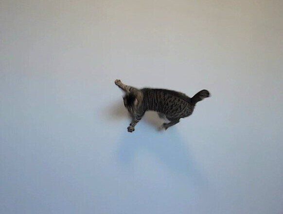 愛猫の筋肉のすごさに獣医もビックリ?!驚きの鍛え方に「スパイダーニャン」の声と11万件のいいね