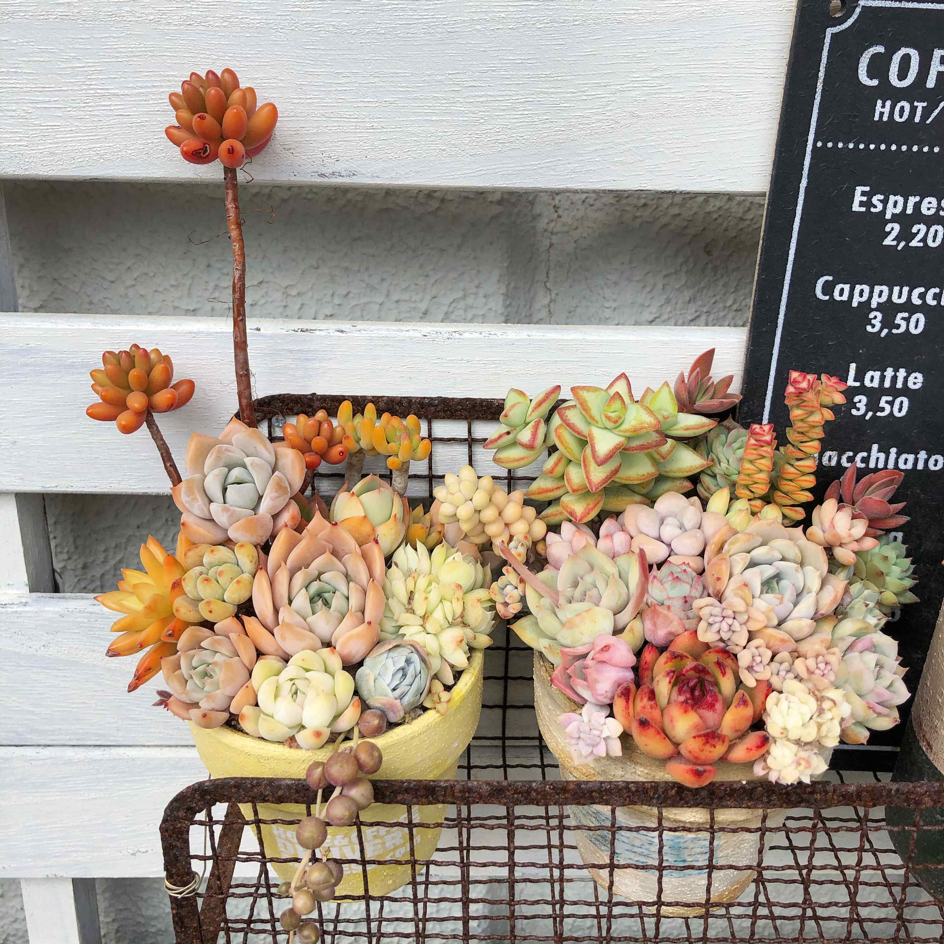 100円ショップ　ガーデニング