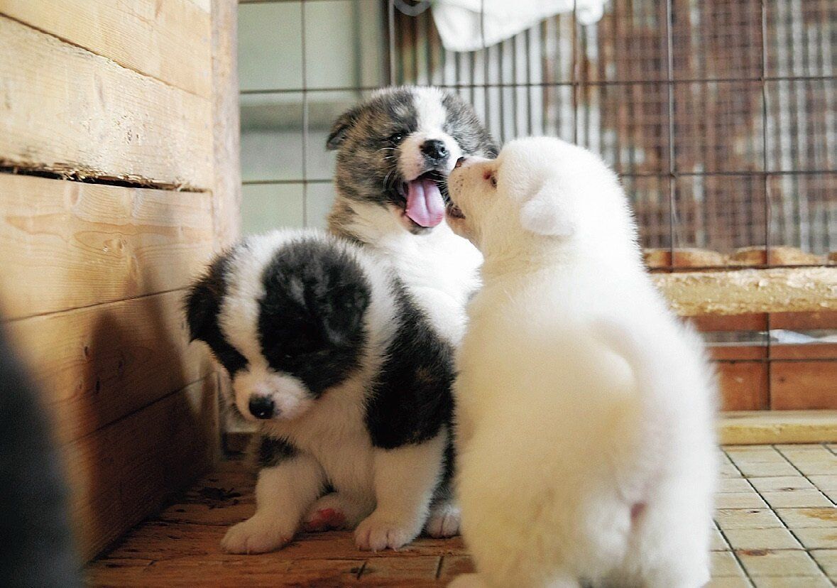 SNSで話題！もふもふがかわいい！秋田犬の市役所こと秋田犬保存会の